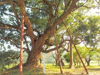 山上八幡神社の巨木