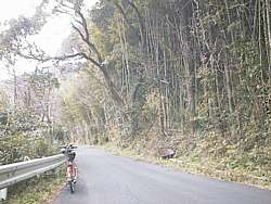 京セラの裏の竹林